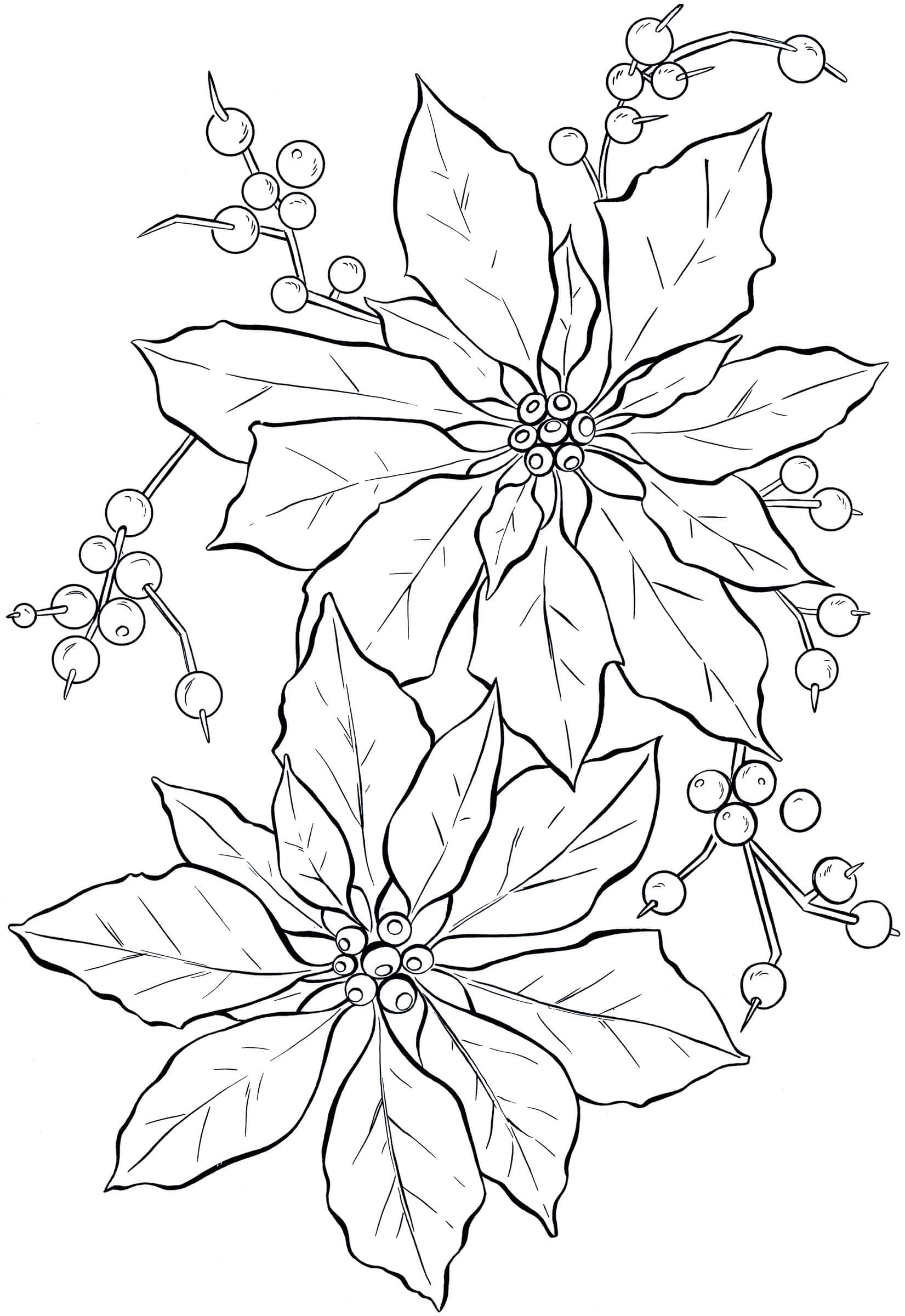 Dibujo de Poinsettia Simple para Colorear