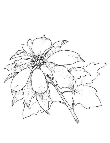 Dibujo de Poinsettia de Navidad para Colorear