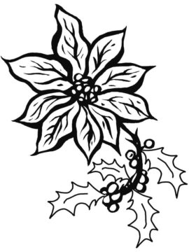 Dibujo de Poinsettia Nica para Colorear