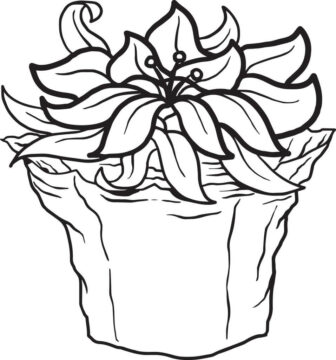 Dibujo de Pointettia Maceta para Colorear