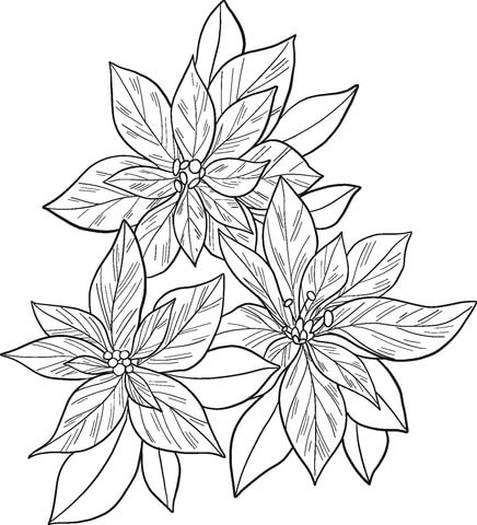 Dibujo de Tres Poinsettia Dura para Colorear