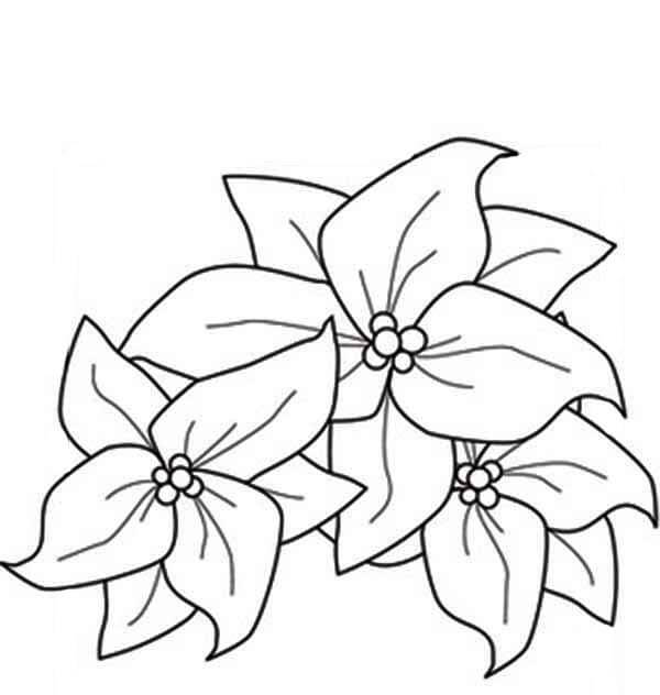 Dibujo de Tres Poinsettia para Colorear