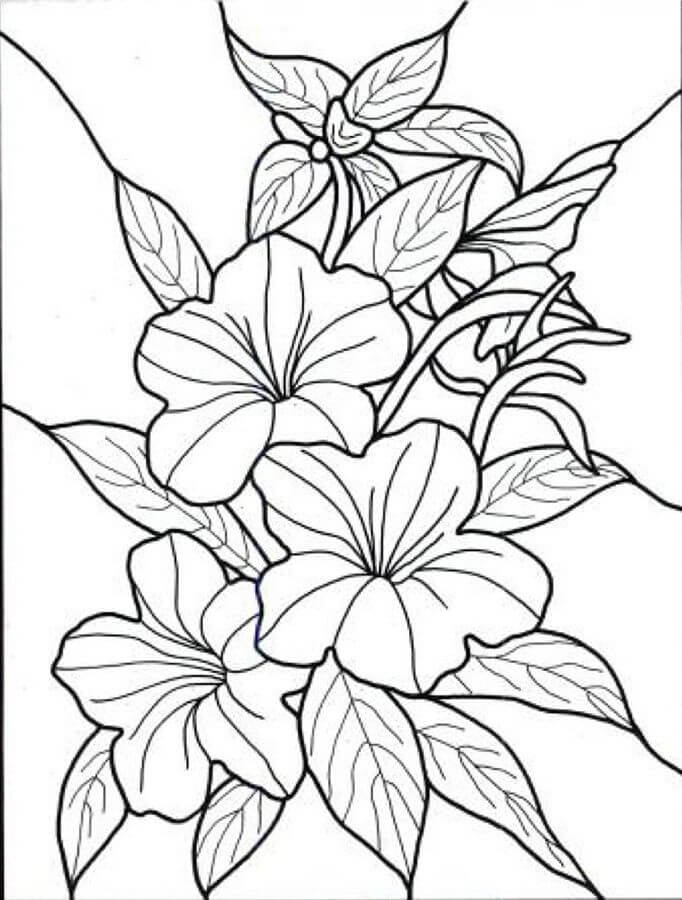 Dibujo de Flor Hawaiana para Colorear