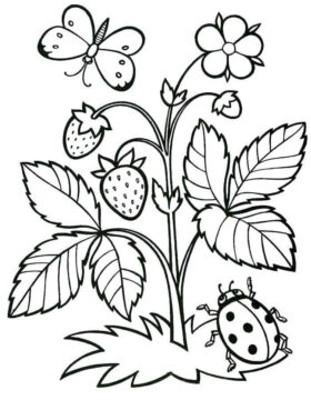 Dibujo de Plantas e Insectos de Fresa para Colorear