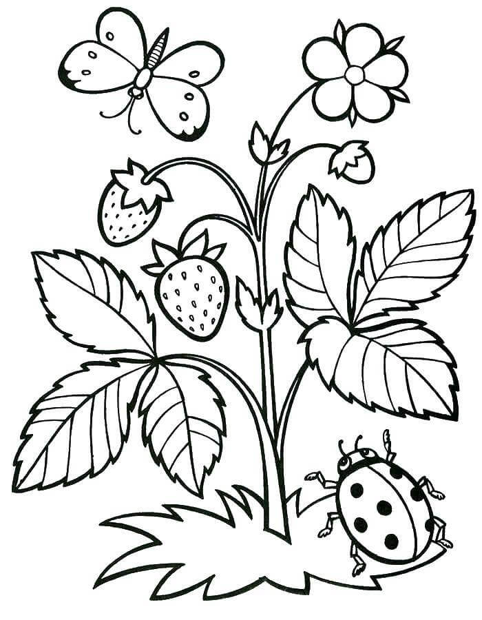 Dibujo de Plantas e Insectos de Fresa para Colorear