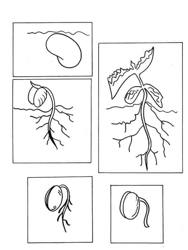 Dibujo de Cultivo de Plantas de Frijol Lima para Colorear