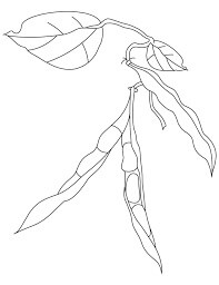 Dibujo de Frijoles Imprimibles para Colorear