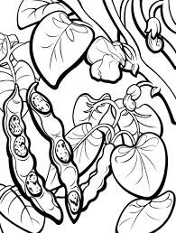Dibujo de Frijoles de Rbol para Colorear
