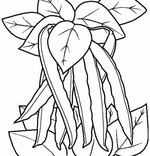 Dibujo de Frijoles y Hoja para Colorear