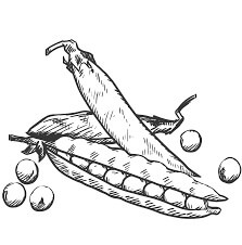 Dibujo de Mano Dibujar Frijoles para Colorear