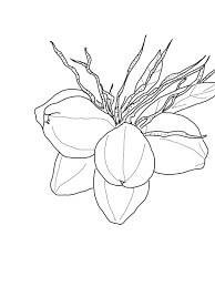 Dibujo de Cinco Coco para Colorear