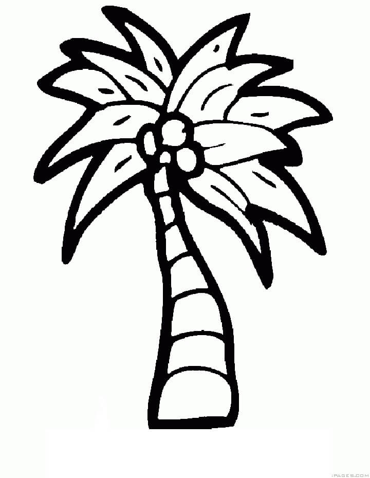Dibujo de Rbol de Coco para Colorear