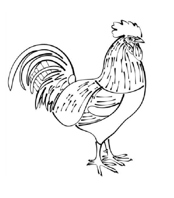 Dibujo de Buen Gallo para Colorear