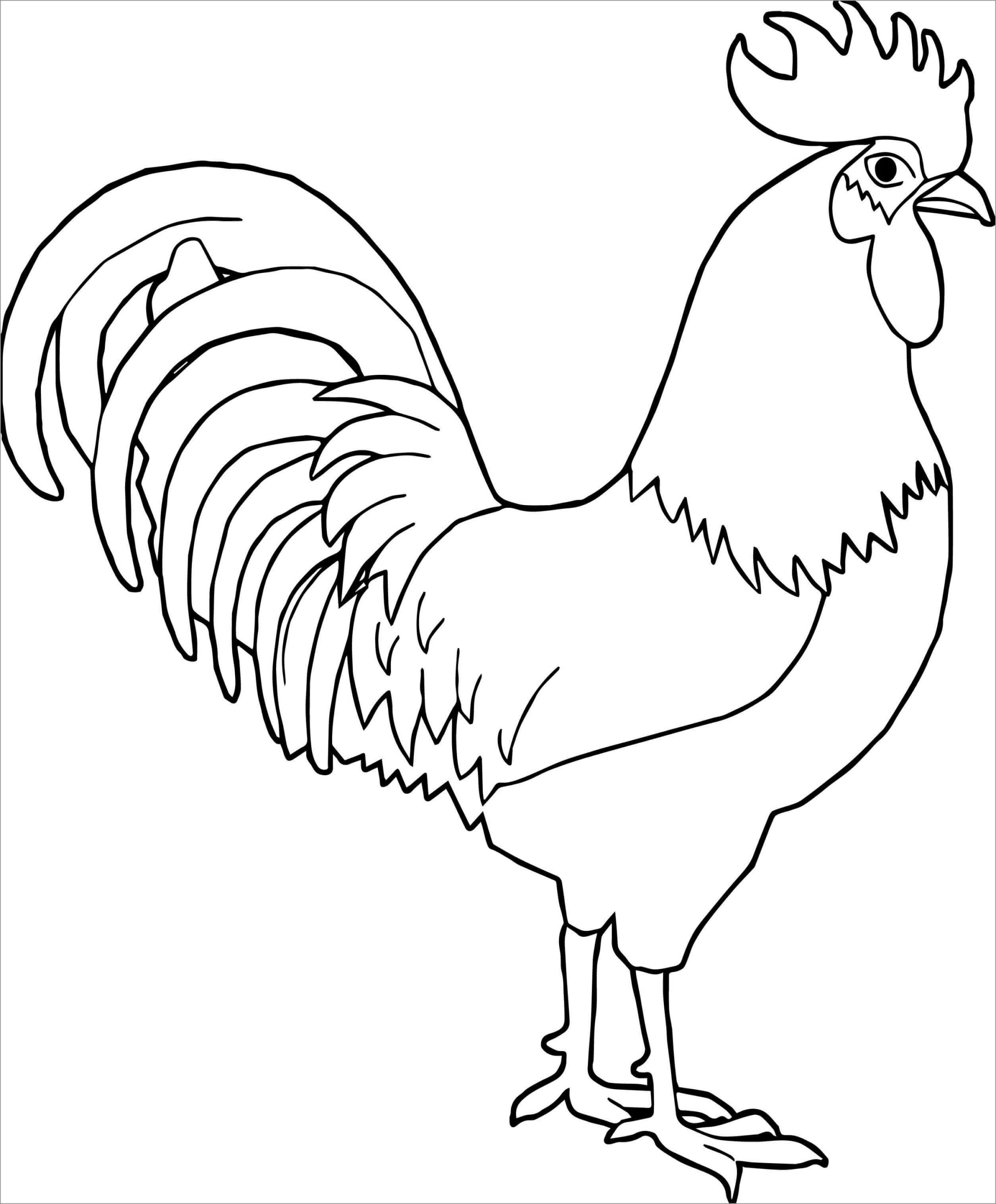 Dibujo de Gallo básico Scaled para Colorear