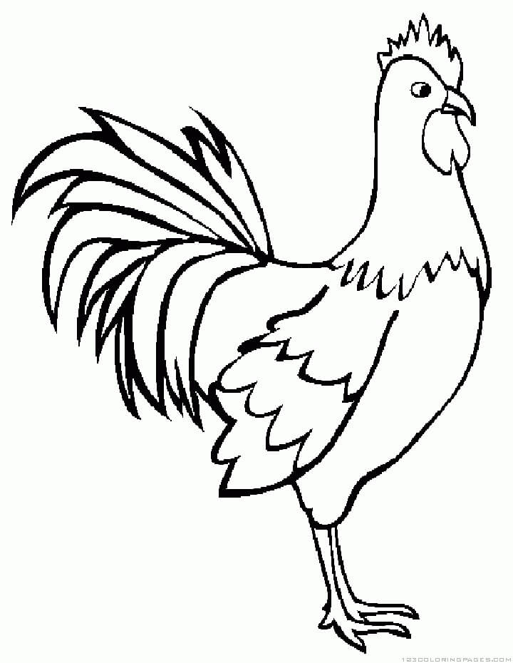 Dibujo de Gallo Dibujo básico para Colorear