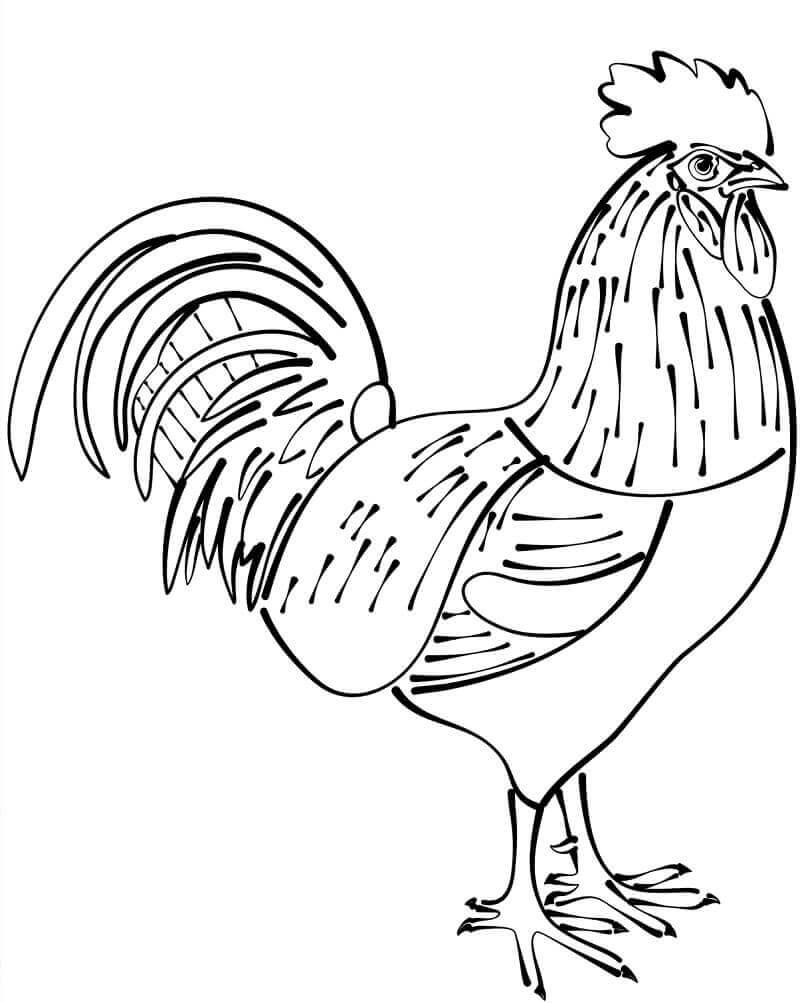 Dibujo de Gallo Impresionante para Colorear