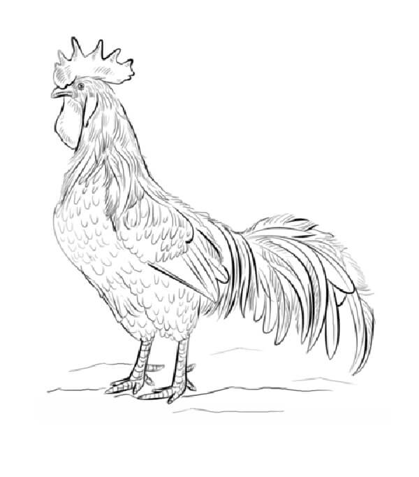 Dibujo de Gallo Livorno marrón para Colorear