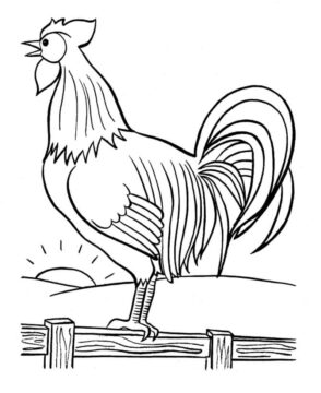 Dibujo de Nuca de Gallo para Colorear