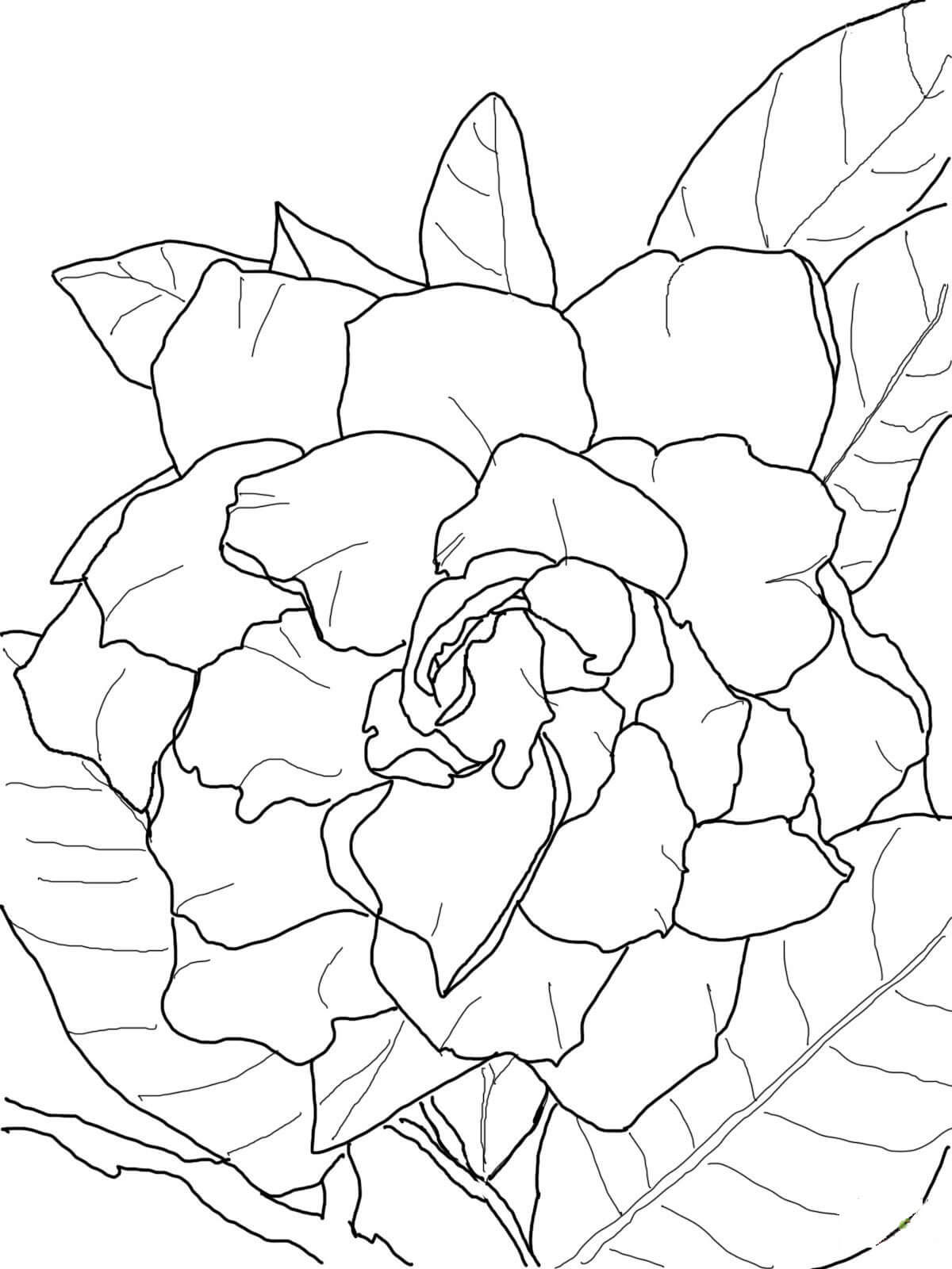 Dibujo de Bonita Gardenia para Colorear
