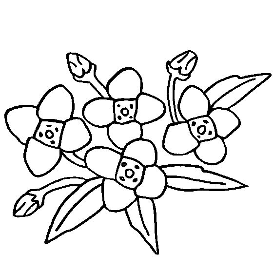 Dibujo de Flor de Gardenia para Colorear