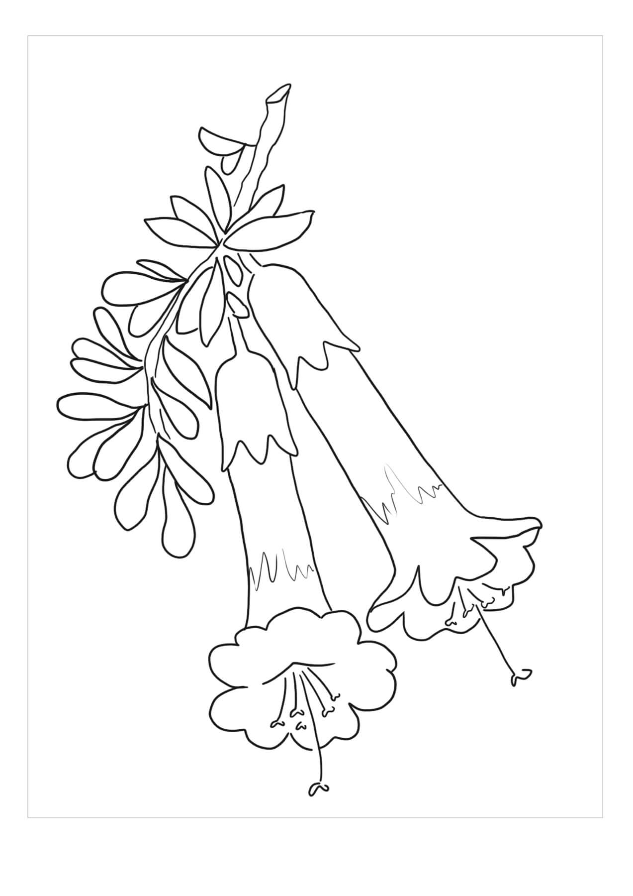 Dibujo de Dos Flores de Gardenia para Colorear
