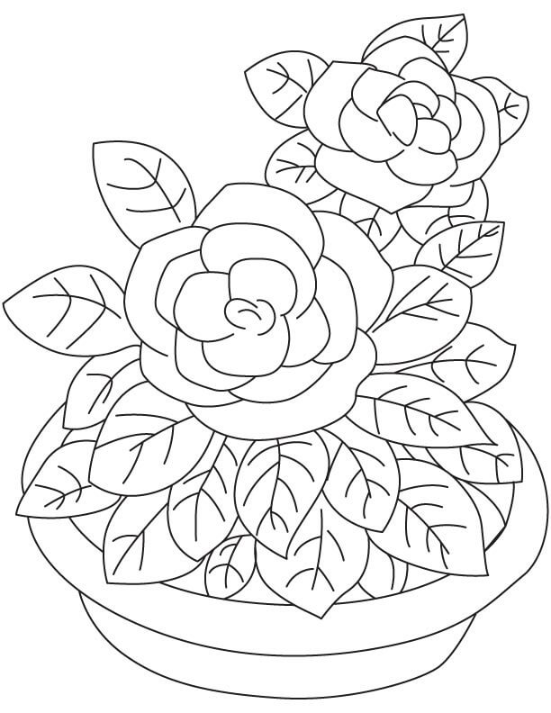 Dibujo de Dulce Gardenia para Colorear