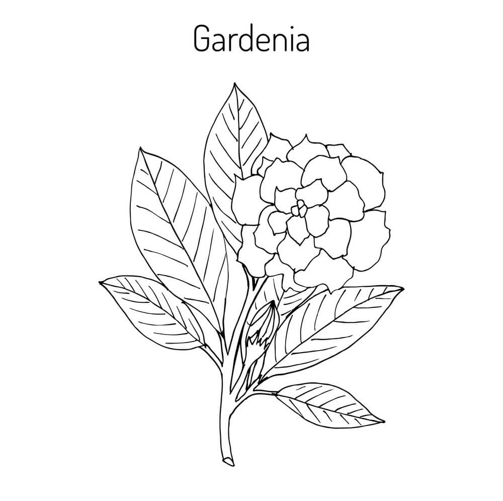 Dibujo de Gardenia 1 para Colorear