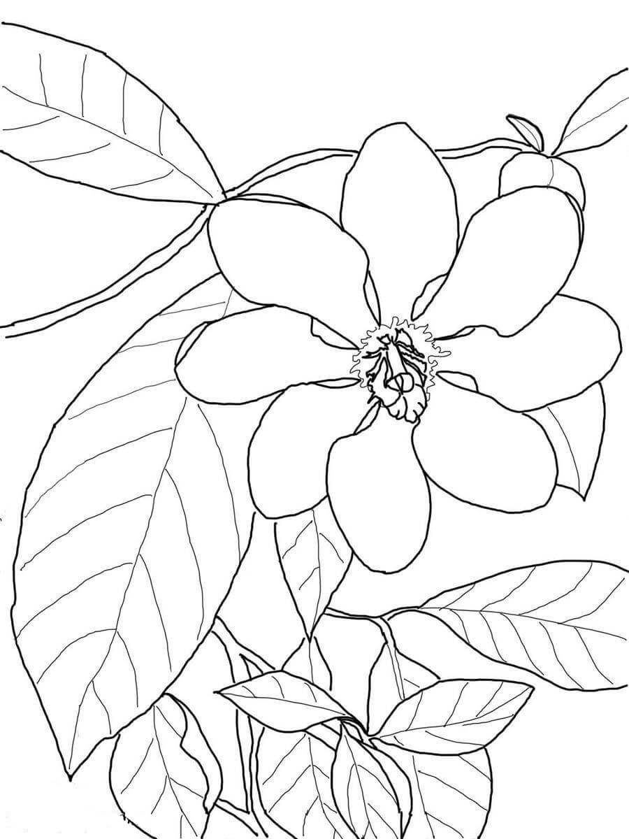 Dibujo de Gardenia Bsica con Hoja para Colorear