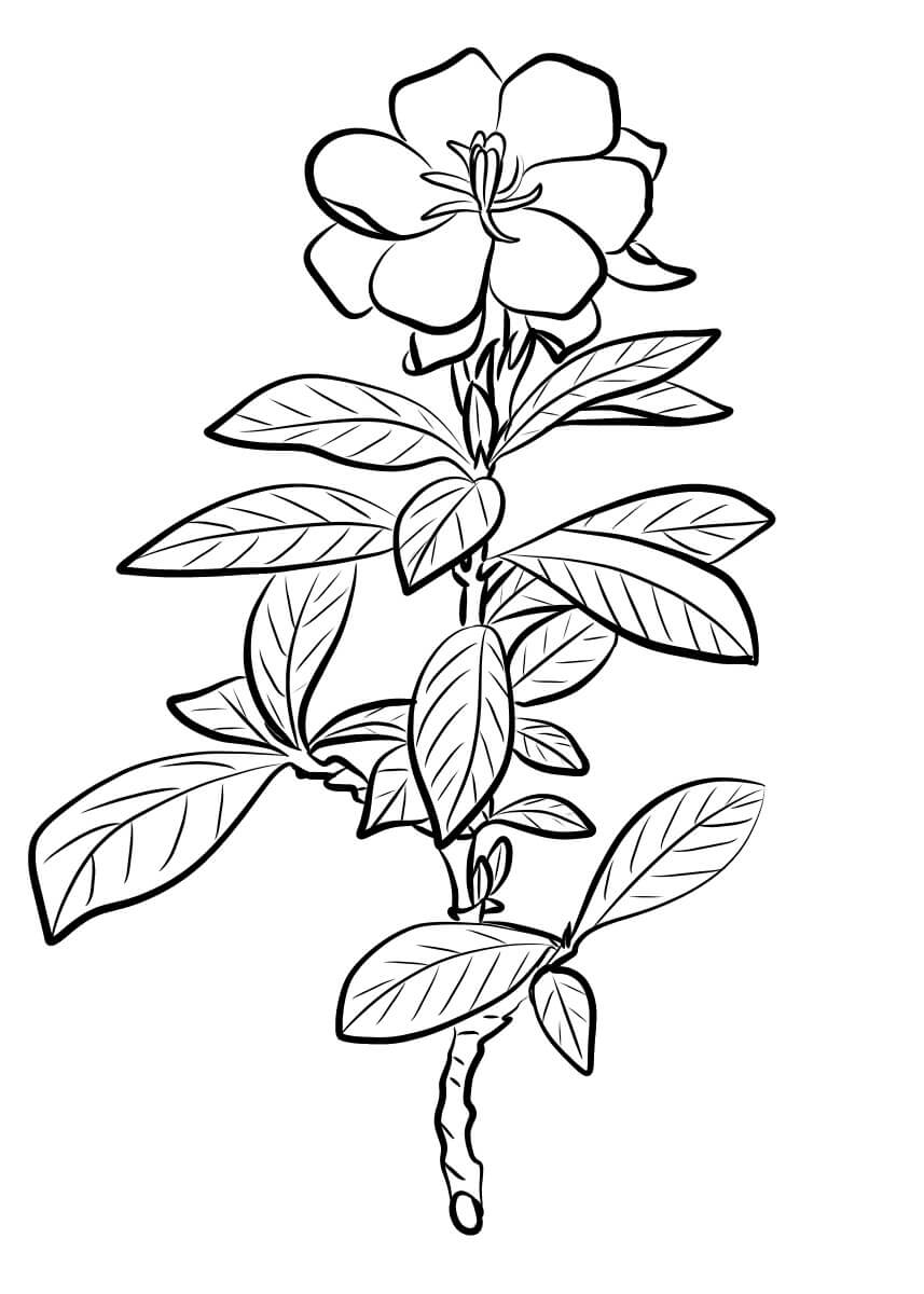 Dibujo de Gardenia Bsica para Colorear