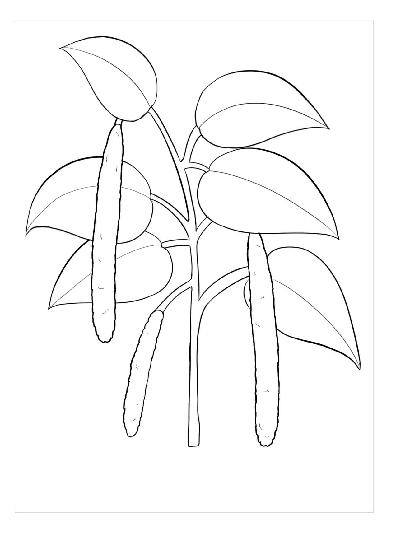Dibujo de Gardenia Imprimible para Colorear