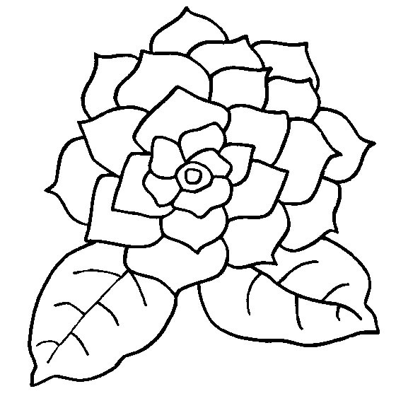 Dibujo de Gardenia Normal para Colorear