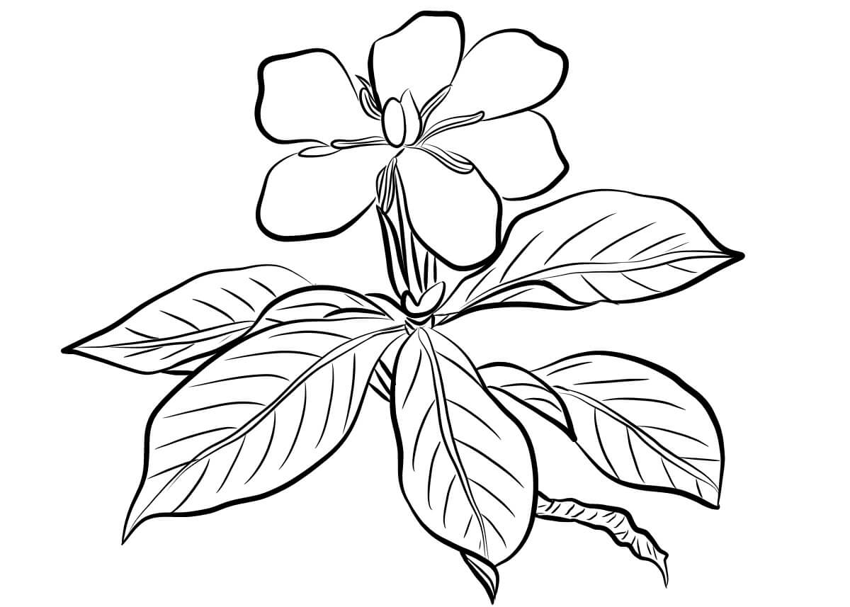 Dibujo de Gardenia Simple para Colorear