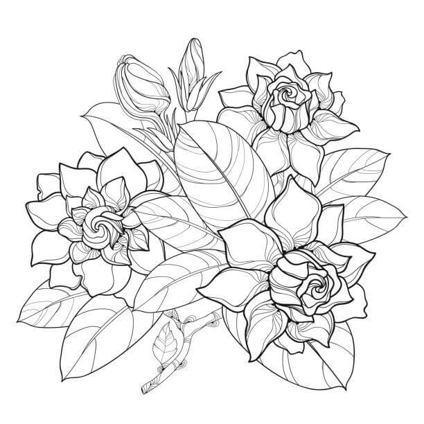Dibujo de Hermosa Gardenia y Hoja para Colorear