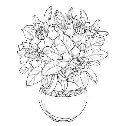 Dibujo de Maceta de Gardenia para Colorear