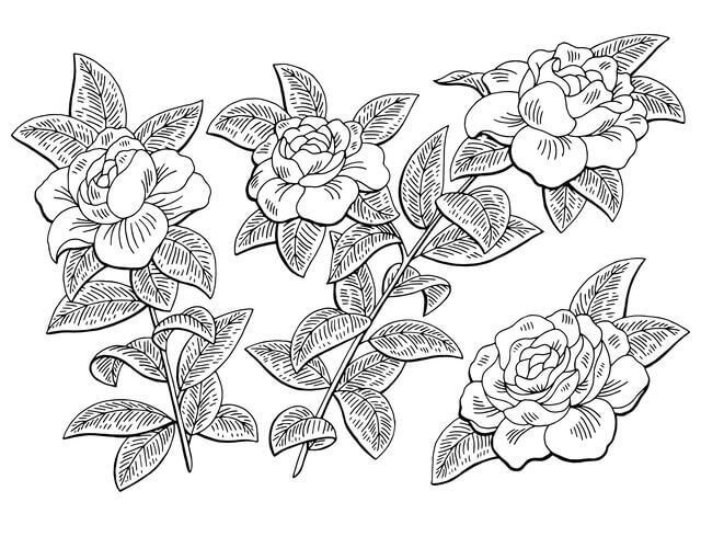 Dibujo de Rama de Flor de Gardenia para Colorear