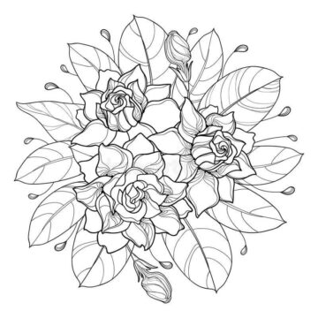 Dibujo de Vector de Gardenia para Colorear