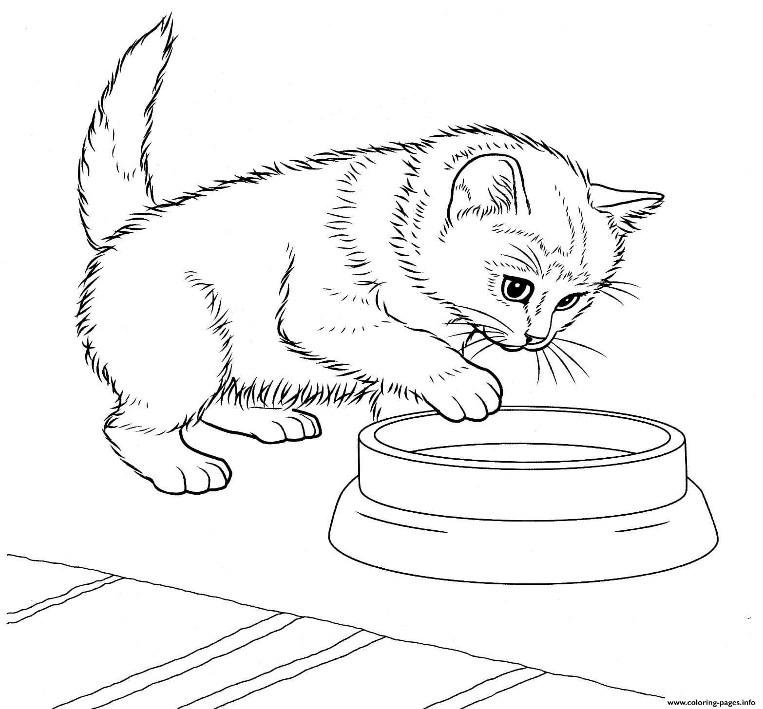 Dibujo de Gatito Javans para Colorear