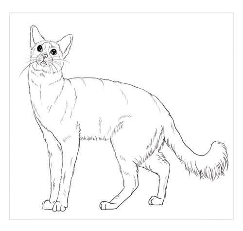 Dibujo de Gato Guerrero Javans para Colorear