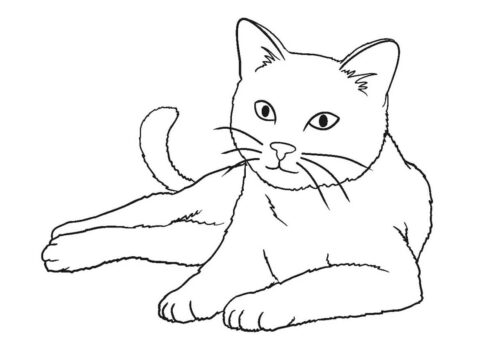 Dibujo de Gran Gato para Colorear