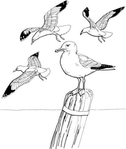 Dibujo de Cuatro Gaviotas para Colorear