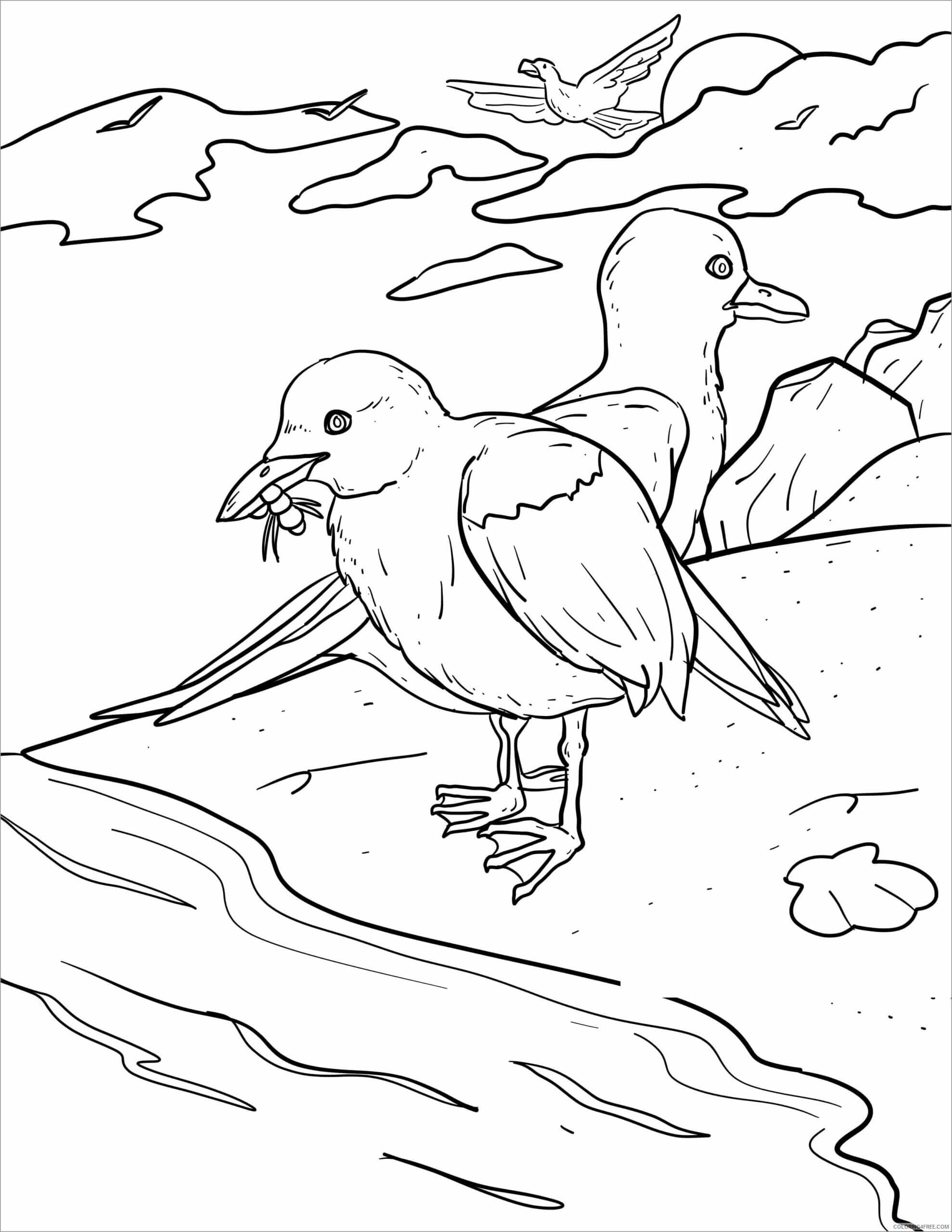 Dibujo de Gaviota Comiendo para Colorear