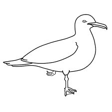 Dibujo de Gaviota de California para Colorear