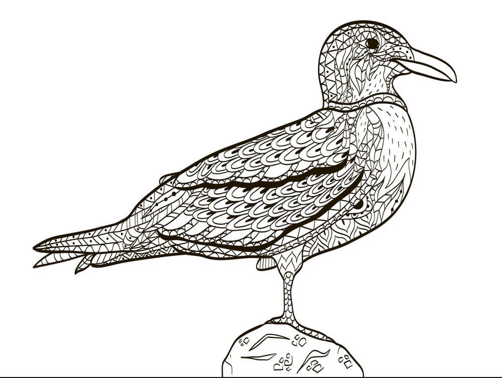 Dibujo de Gaviota Dura para Colorear