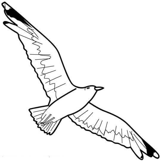 Dibujo de Gaviota Maravillosa para Colorear