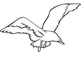 Dibujo de Gaviota Voladora para Colorear