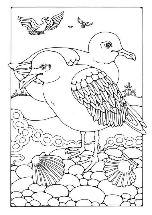 Dibujo de Gaviotas de Aves para Colorear