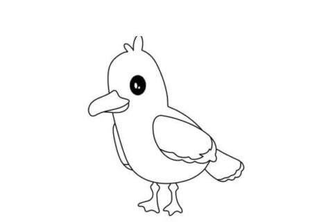 Dibujo de Kittiwake para Colorear