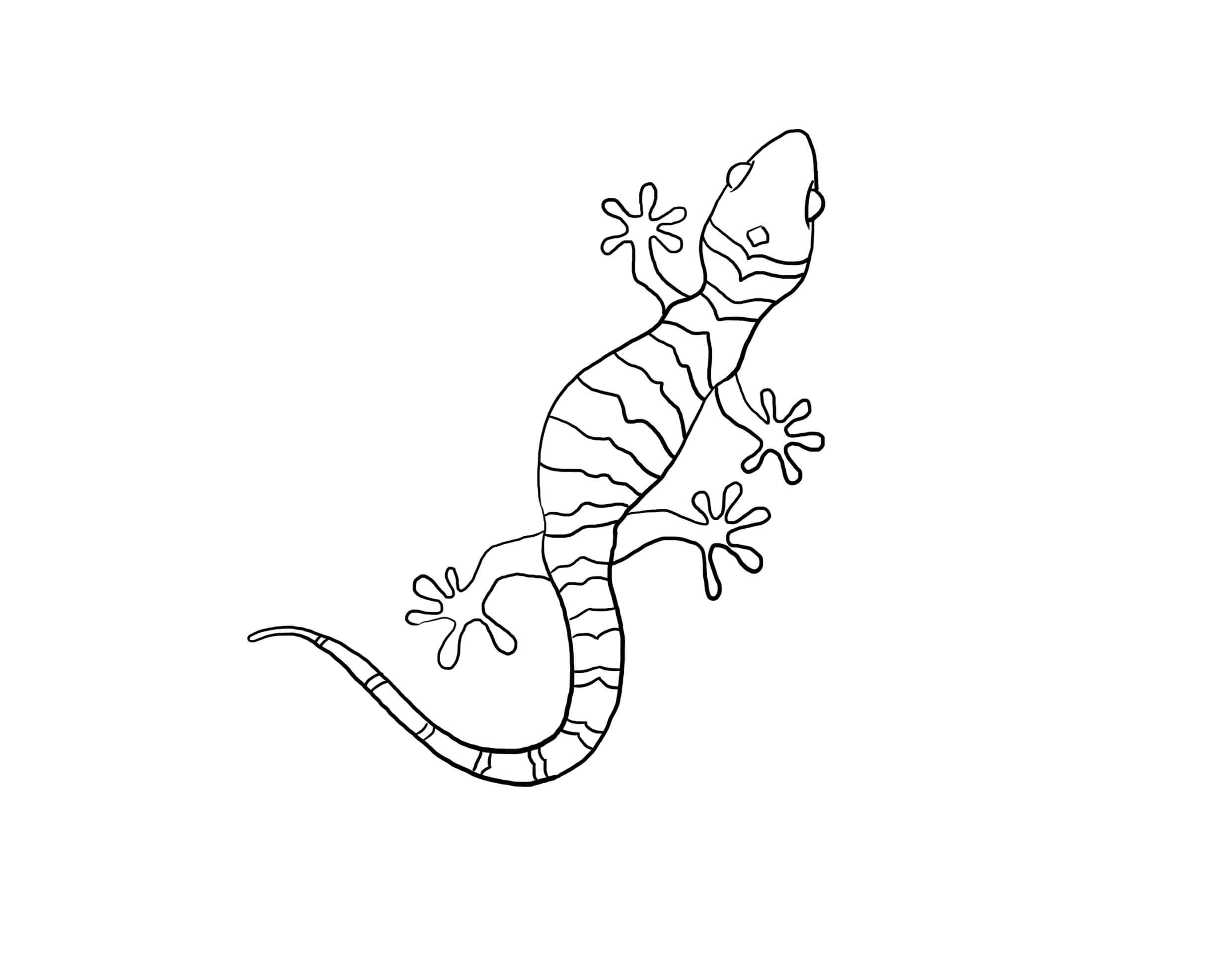 Dibujo de Adorable Gecko para Colorear