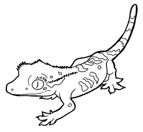 Dibujo de Bastante Gecko para Colorear