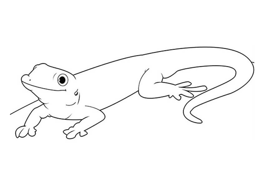 Dibujo de Buen Gecko para Colorear